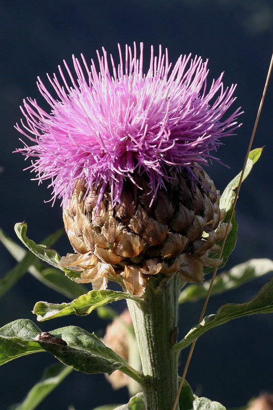 Rhaponticum bicknellii / Fiordaliso di Bicknell
